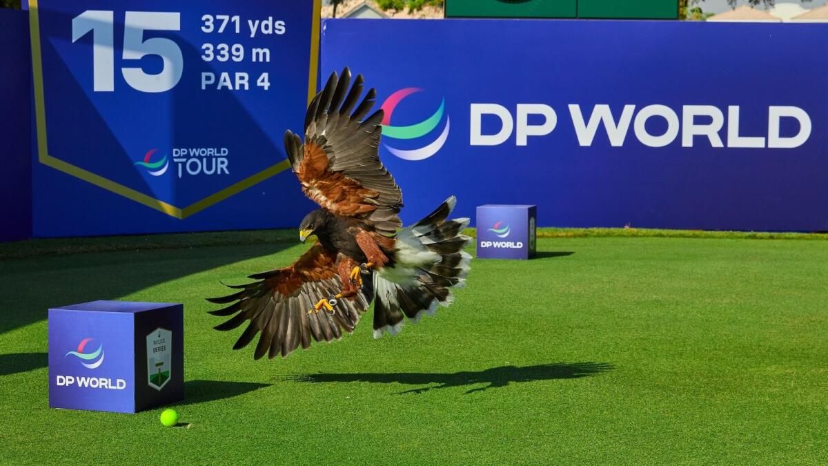 Dp Dünya Şahinleri, Dp Dünya Turu Şampiyonasında Kayıp Golf Toplarını Kurtarmak için Uçuşa Geçti