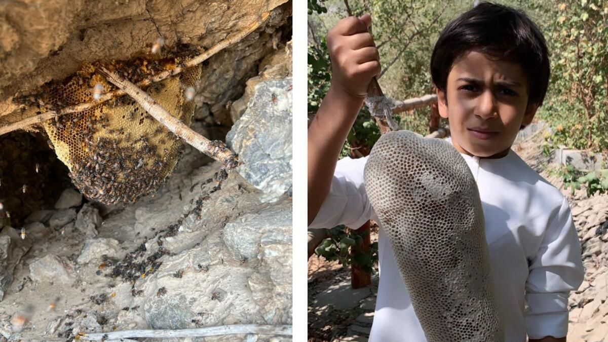 BAE: Dağlarda Bal Arayan 12 Yaşındaki Çocukla Tanışın