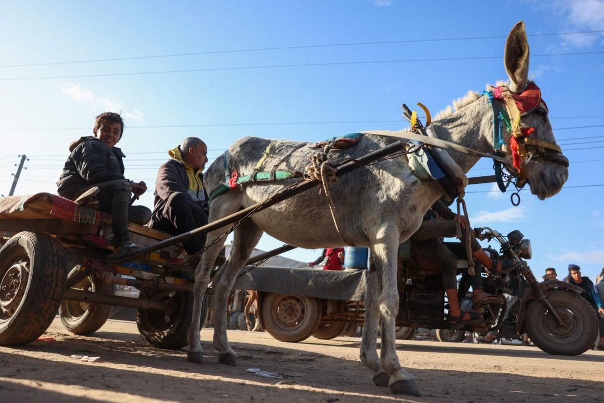 Eşekler, Savaş Kıtlığı Nedeniyle Gazzelilere Can Simidi Sunuyor