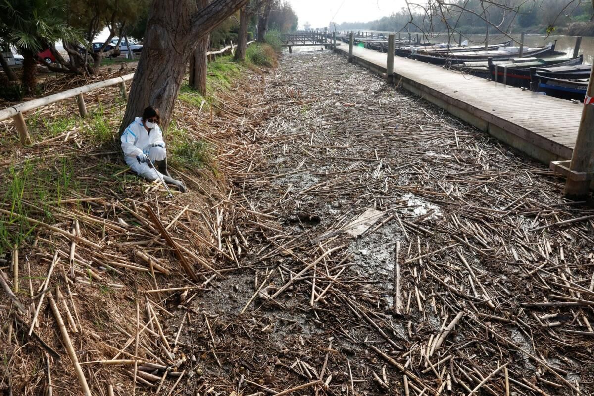 Valencia Sellerinden Kaynaklanan Yıkanmış Döküntü, Albufera Sulak Alanını Tehlikeye Atıyor