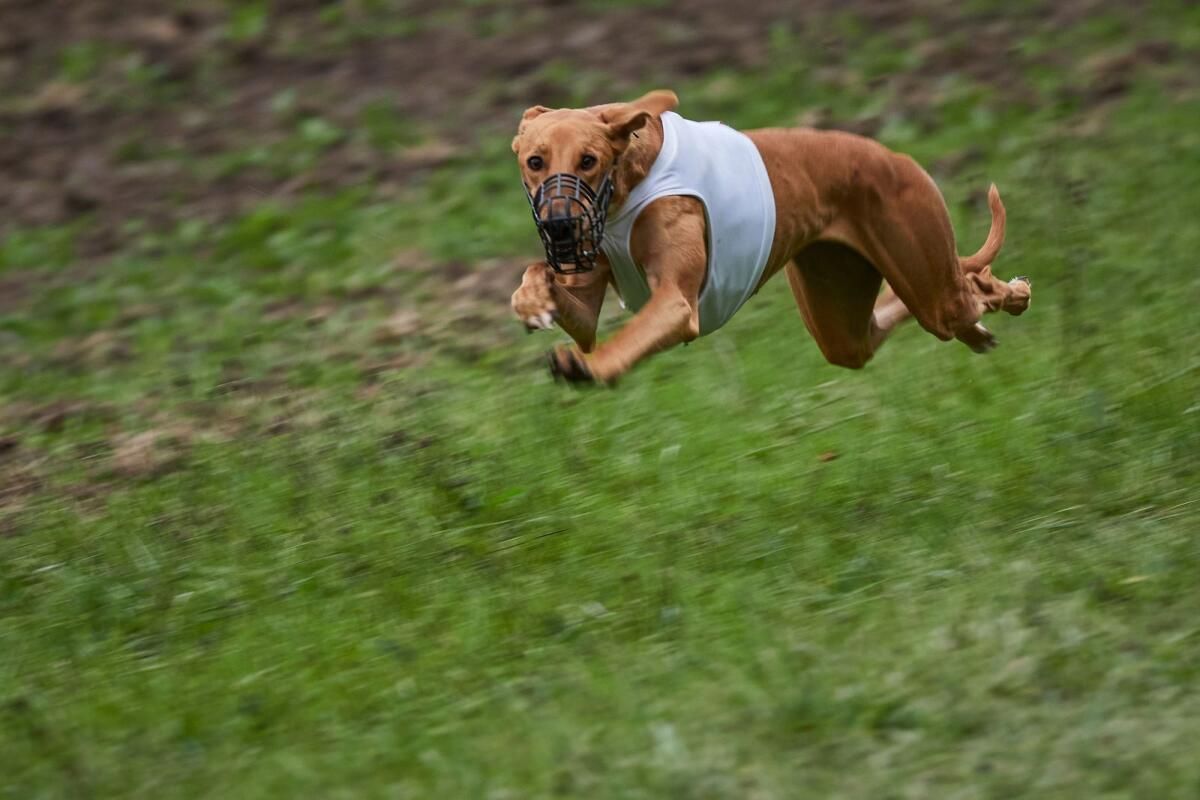 Yeni Zelanda, Yüksek Yaralanma Oranlarını Gerekçe Göstererek Köpek Yarışını Yasaklamayı Planlıyor