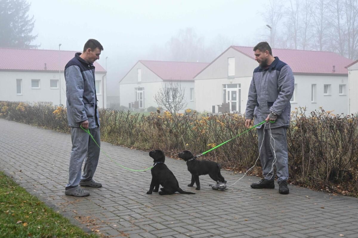Çek Cezaevi Mahkumları Yardım Köpekleri Yetiştirirken Köpek Sevgisi