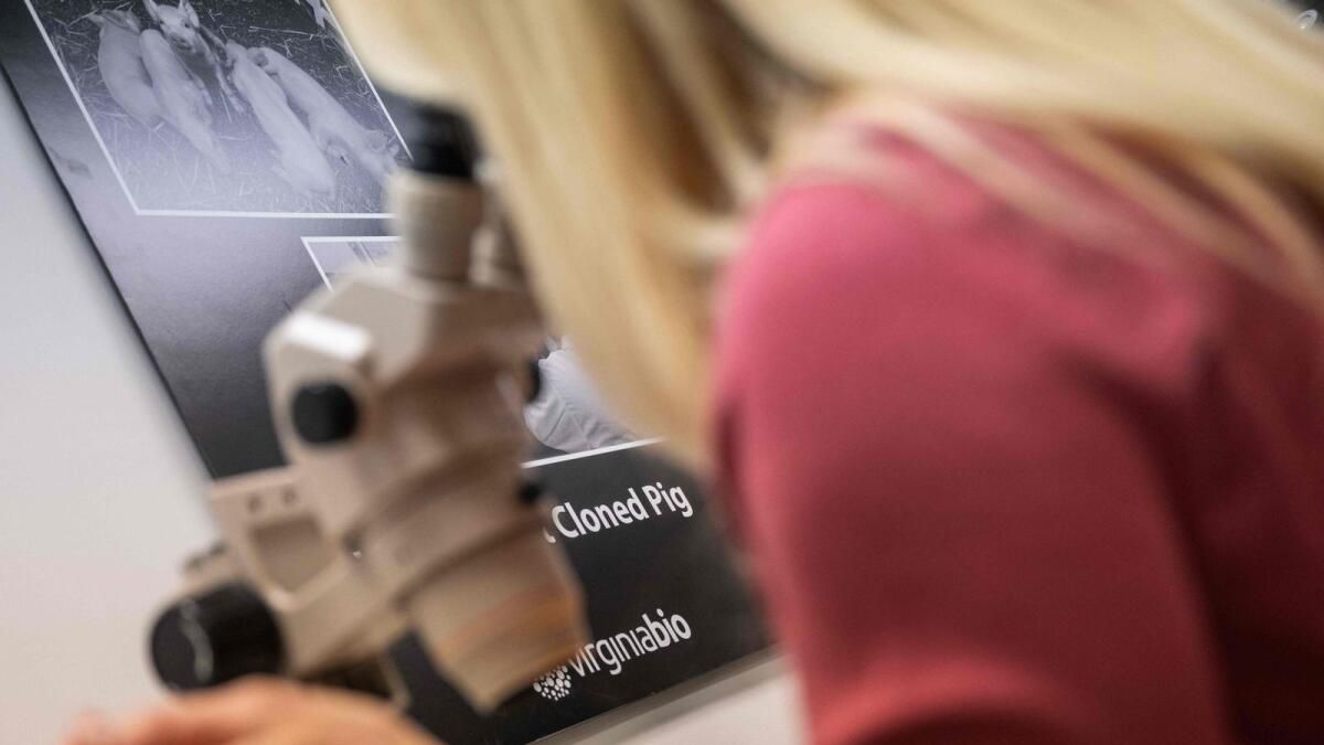 'Bu Bir Lütuf': Abd'li Kadına Gen Düzenlenmiş Domuz Böbreği Verildi
