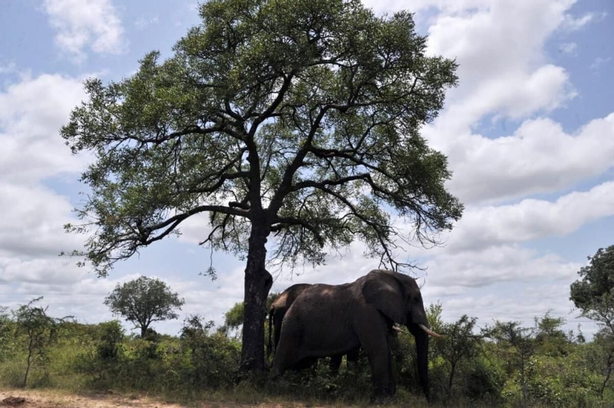 Güney Afrika'nın Kruger Parkında Fil Tarafından Öldürülen Turist