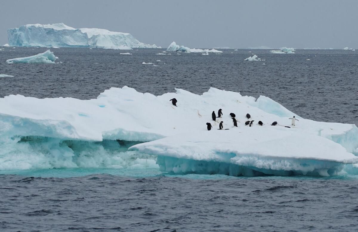 Sürüklenen Mega Buzdağı Uzaktaki Bebek Penguenleri Tehdit Edebilir