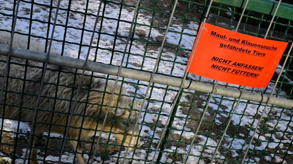 İngiltere, Ayak Ve Ağız Davasından Sonra Alman Sığırlarının İthalatını Yasakladı