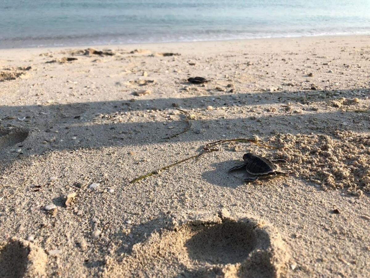 Dubai: Plajlarda Mahsur Kalan 'Çok Sayıda Kaplumbağa'; Kurtarma Grubu Sakinleri Yardım Etmeye Çağırıyor