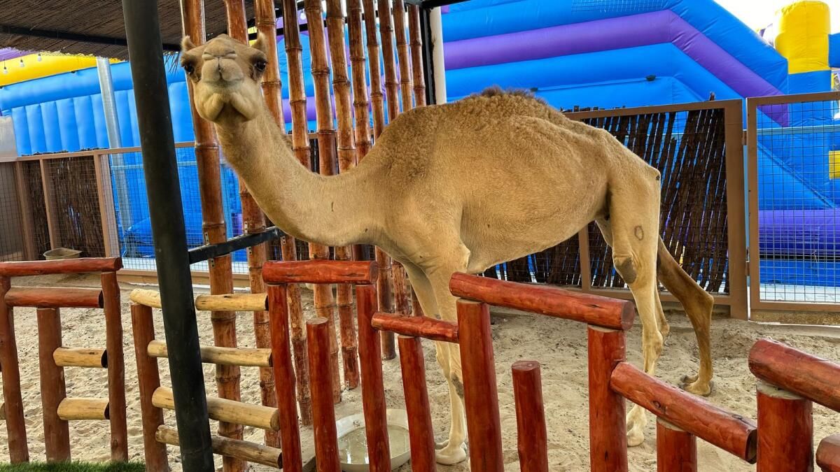 Bakın: Mini Bir deve görmek ister misiniz? Sharjah'ın Yeni Cüce Hayvanat Bahçesi Nadir Cüce Hayvanlara Ev Sahipliği Yapıyor; Biletler Dh20'de