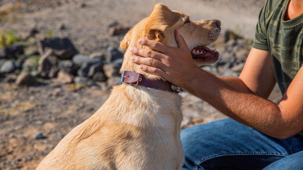 Pet Parents Fest Dubai: Evcil Hayvan Severler için Nihai Kutlama