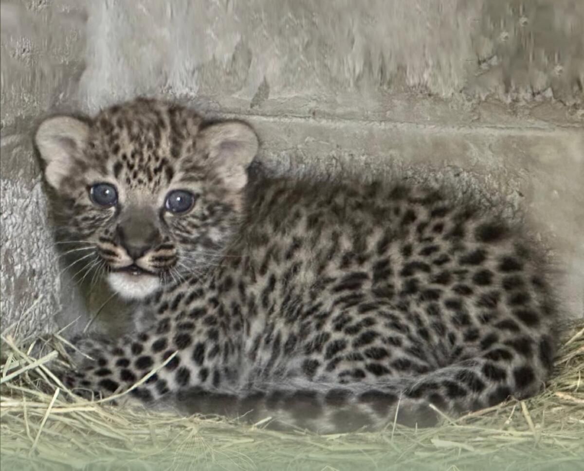BAE: Sharjah'da Doğan Yeni Arap Leoparı, Otorite Duyurdu