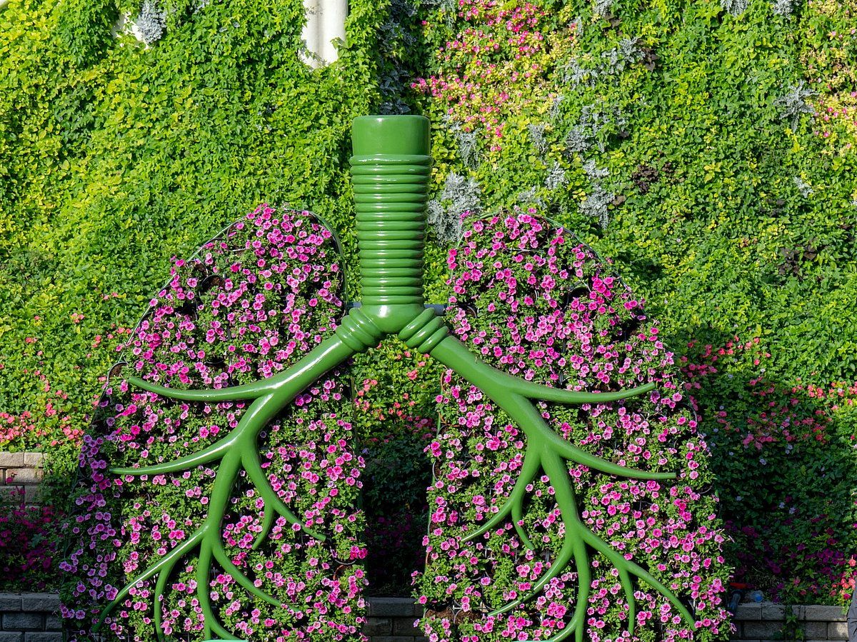 Bakın: Dubai Miracle Garden, Akciğer Şeklindeki Yeni Kurulumu Tanıttı; İşte Nedeni