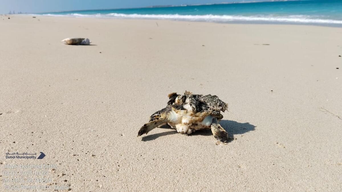 Dubai: Sakinler Yardım Etmek için Adım Atarken Sahillerden Kurtarılan 80 Mahsur Kaplumbağa
