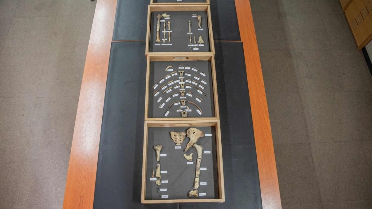 Prag Müzesi, 3.18 Milyon Yaşındaki Lucy'nin ilk Avrupa Sergisine Ev Sahipliği Yapacak