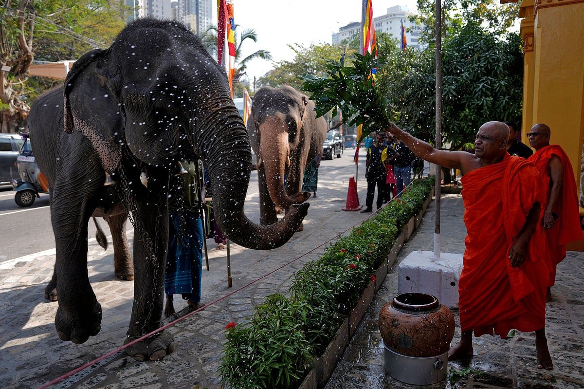 Sri Lanka, insan-Fil Çatışmalarında Büyük Geçiş Ücretleri Bildirdi