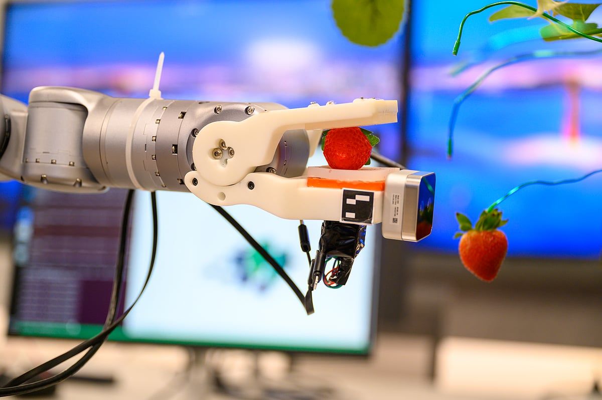 BAE Yapımı Yapay Zeka Destekli Robot, Hassas Çilekleri Nasıl Toplayabilir, işgücü sıkıntısı Sırasında Nasıl Yardımcı Olabilir