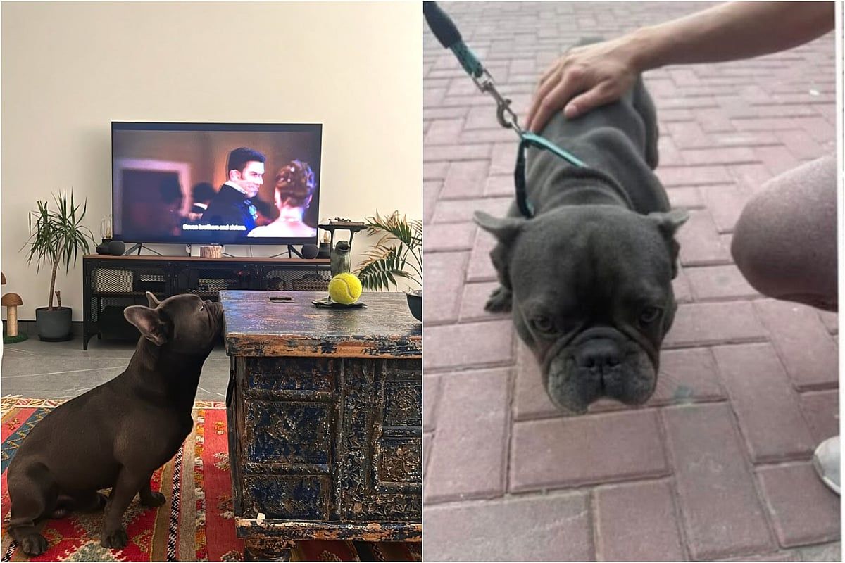 Dubai: Evcil Köpeği Kötüye Kullanan Adamın Viral Videosu Öfkeye Yol Açtı; Yetkililer Hızlı Harekete Geçti