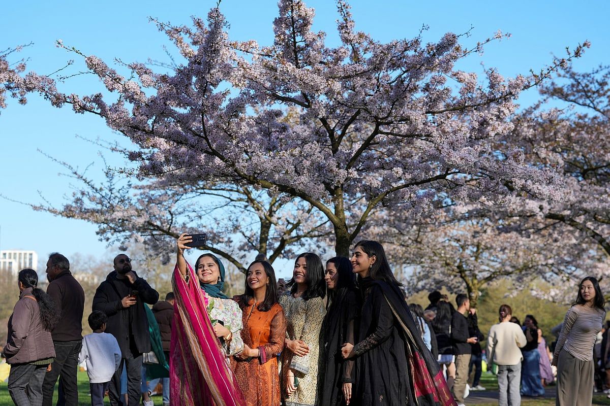 Turistler ve Yerliler 'Geçici' Tokyo Kiraz Çiçeklerinin Tadını Çıkarıyor