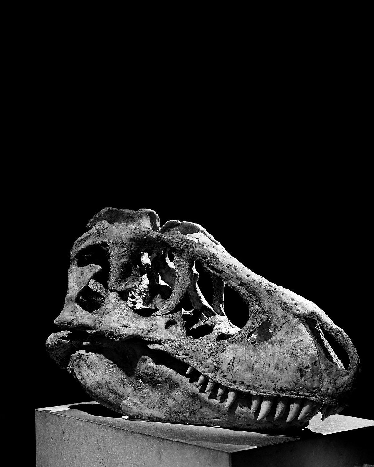 Bir T-Rex iskeleti için 20-30 Milyon Dolar: Dinozor Kemiklerine Yatırım Yapar mısınız?