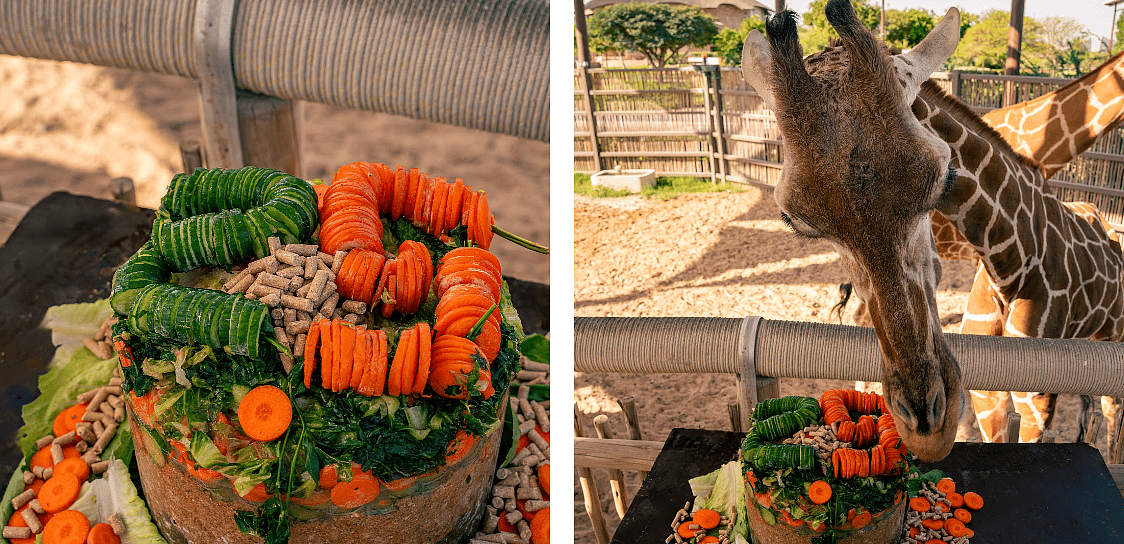 Dubai'nin Sevilen Zürafası Safari Park'ta 25. Yaşını Kutluyor