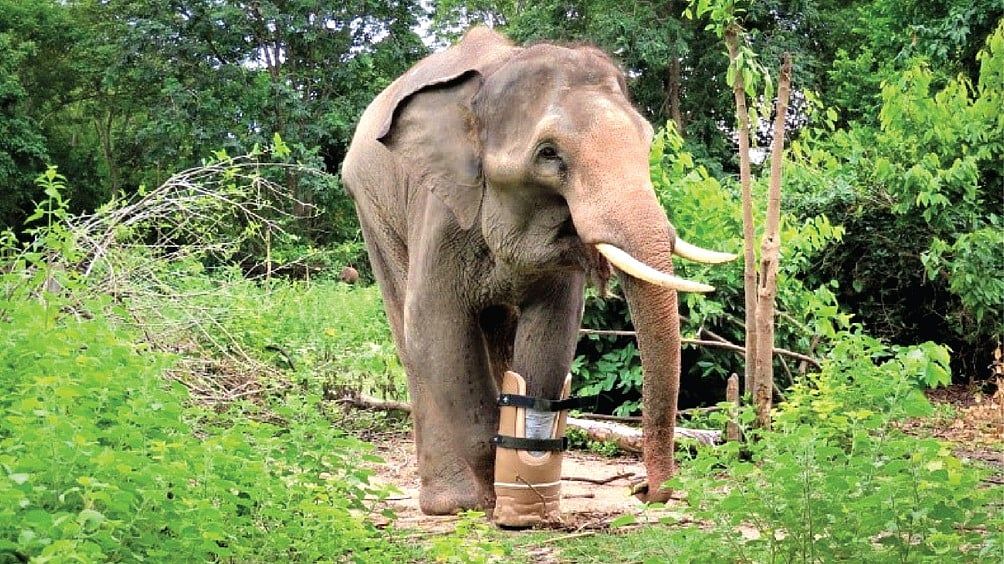 Emirates Park Zoo &amp; Resort, Kamboçya'da Nesli Tükenmekte Olan Vahşi Yaşamı Kurtarmak için Küresel Koruma Çabalarına Katılıyor