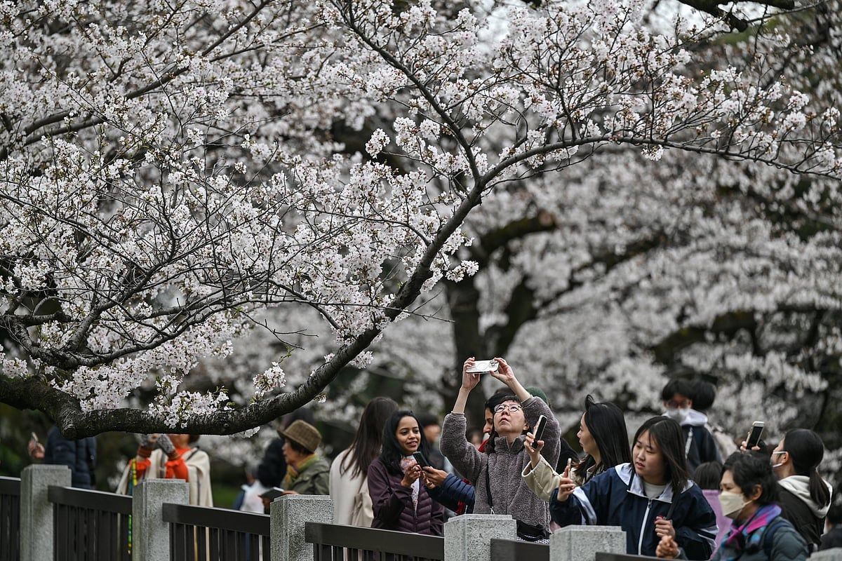 Şimdi, Aı Aracı Japonya'nın Kiraz Ağaçlarının Korunmasına Yardımcı Olmayı Amaçlıyor