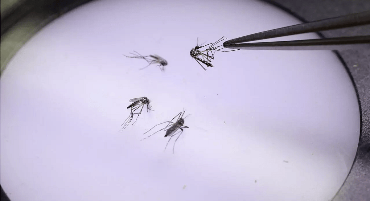 Araştırmacılar, İstilacı Türlerin Trilyonlarca Zarara Mal Olduğunu Söylüyor