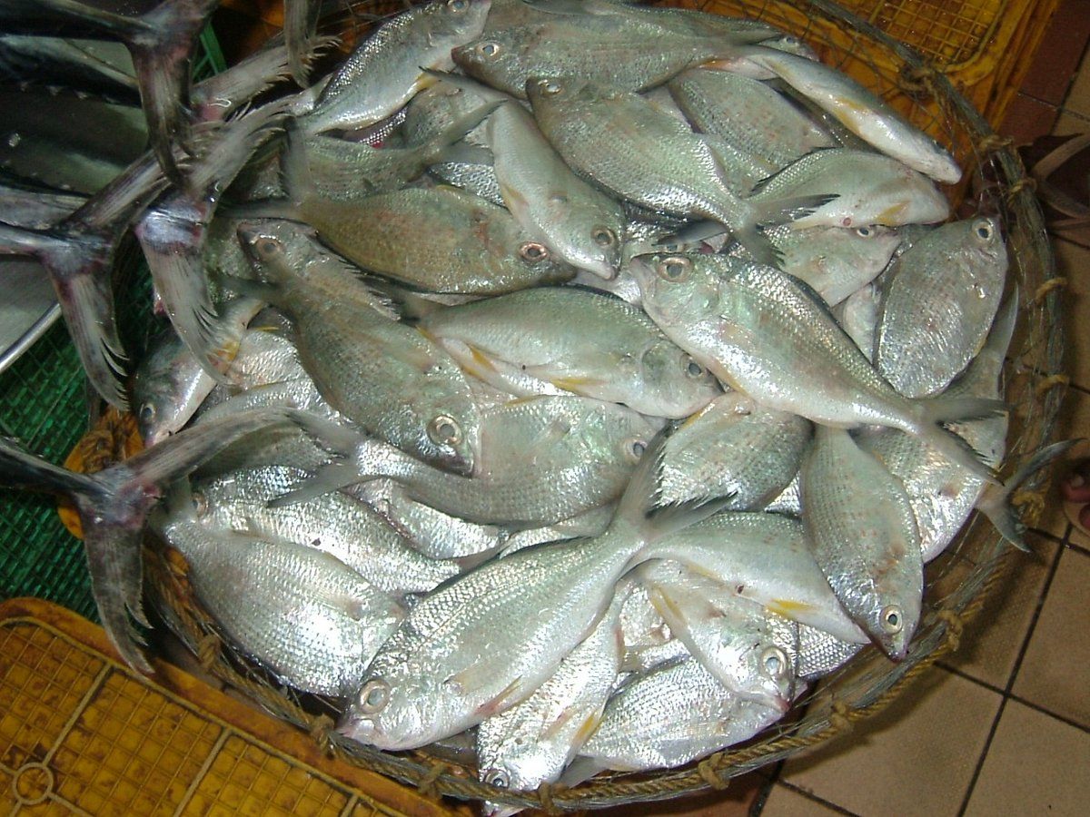 BAE: Abu Dabi'de 8 Perakende Satış Noktası Mevsimsel Ticaret Yasağı Sırasında Balık Sattığı için İhlallerle Karşı Karşıya