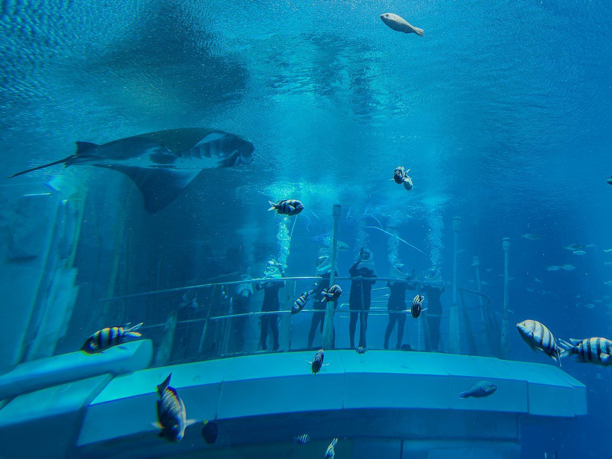 Bakın: Seaworld Abu Dhabi'de Köpekbalıklarıyla Su Altında Yürüdüm; İşte Böyle Gitti