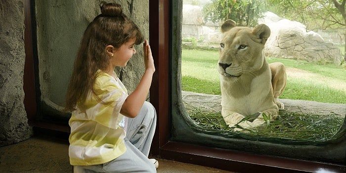 Cazibe 1 Haziran'da Kapanmadan Dubai Safari Park'a Ücretsiz Bilet Kazanın