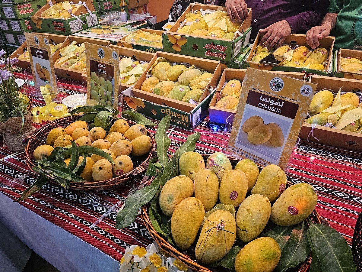 BAE: Khorfakkan Festivali'nde Dh15'ten 35'in Üzerinde Yerel Olarak Yetiştirilen Mango Çeşidi