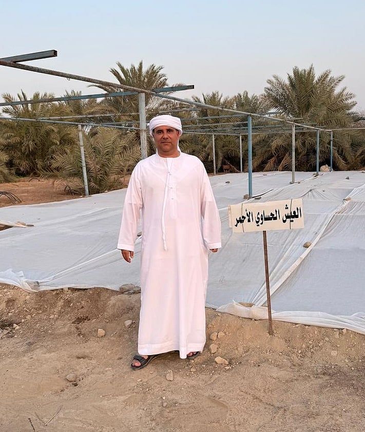 BAE: Ras Al Khaimah Çiftçisi Nasıl Pirinç Yetiştirir, Yılda 60 Kg Verir