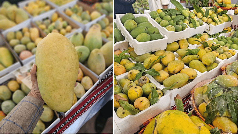 Bu Gerçek mi?' BAE Çiftçisi Devasa, Organik 4 Kg Mango Yetiştiriyor