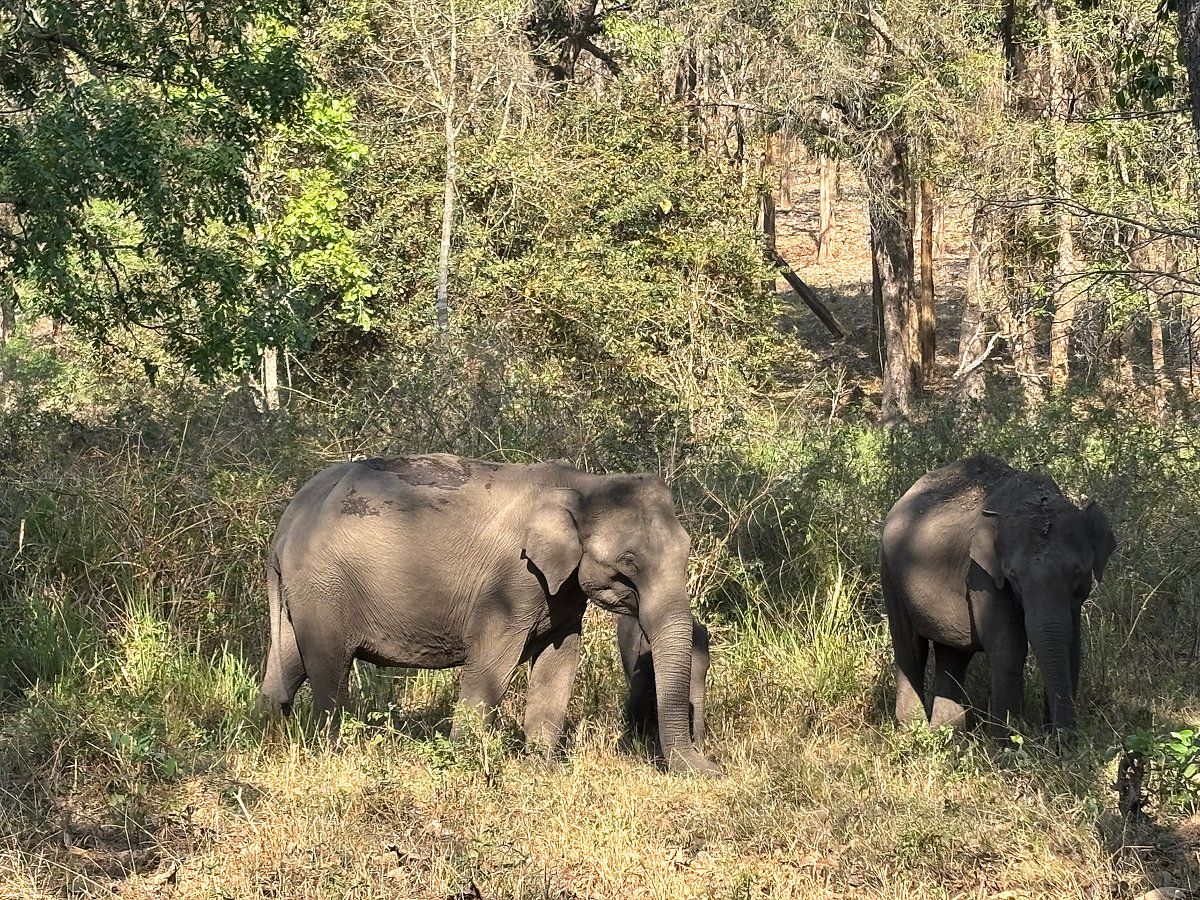 Nagarhole Ulusal Parkı: Seyahatinizden En iyi şekilde yararlanmak için 3 Günlük Güzergah