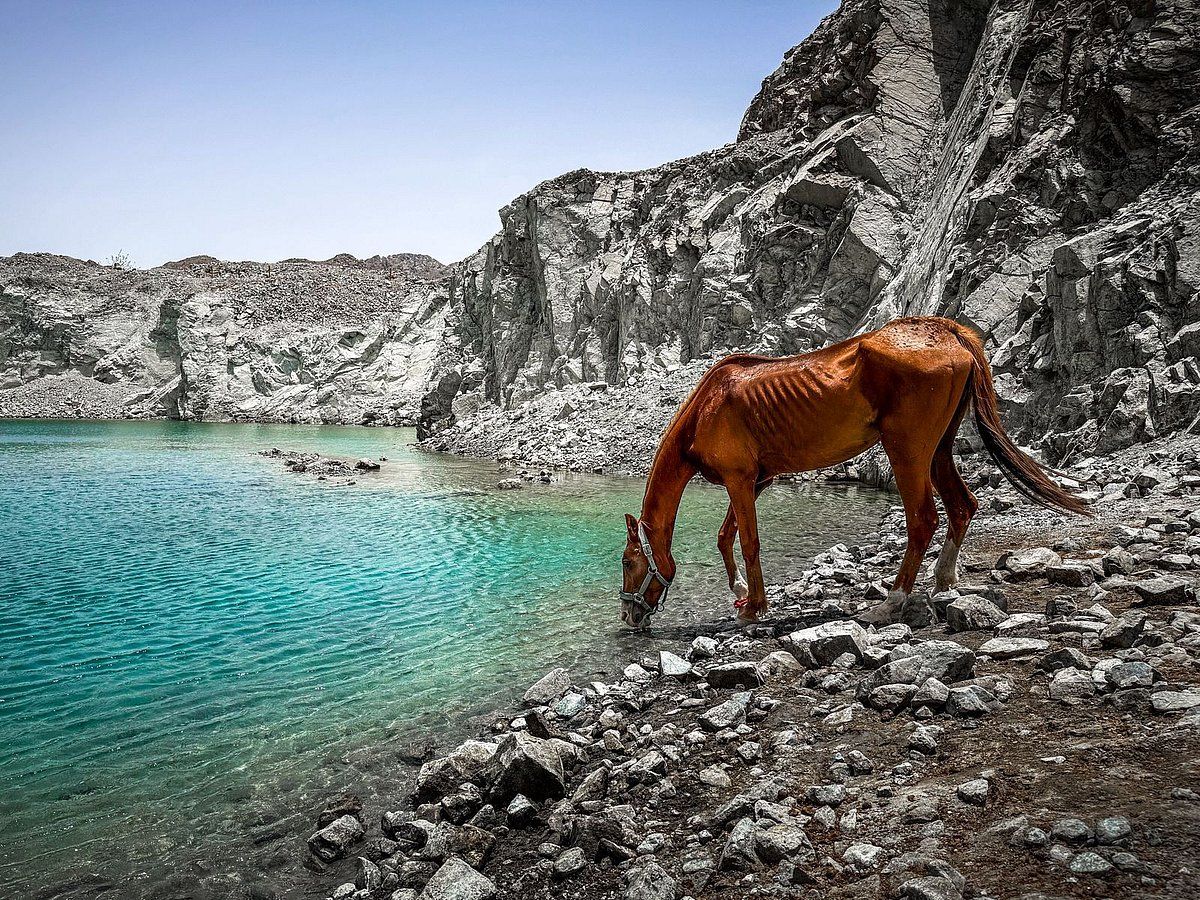 Yakın Ölümden Yeni Hayata: BAE Offroaderları Fujairah Wadi'de Açlıktan Ölen Atı Nasıl Kurtardı?
