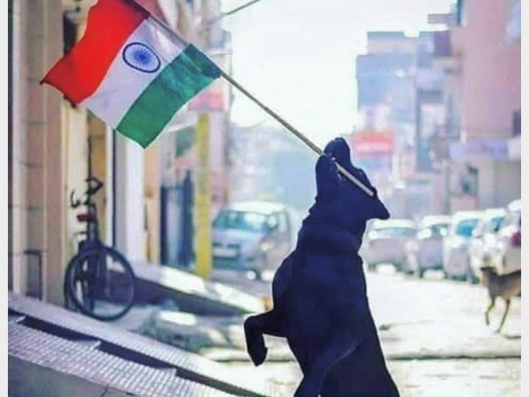 Bağımsızlık Günü 2025: Bollywood Yıldızları Vatansever Gönderileri Paylaşıyor, Sokak Köpeklerine Karşı Öfkeye Katılıyor