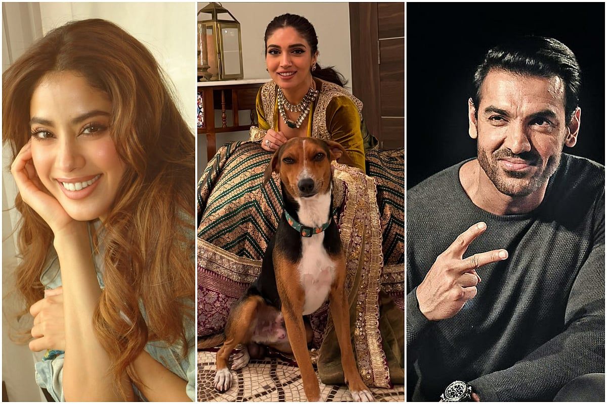Bollywood Yıldızları, Delhi'deki Başıboş Köpeklerin Toplanmasına Karar Verdikten Sonra Öfkeye Katıldı