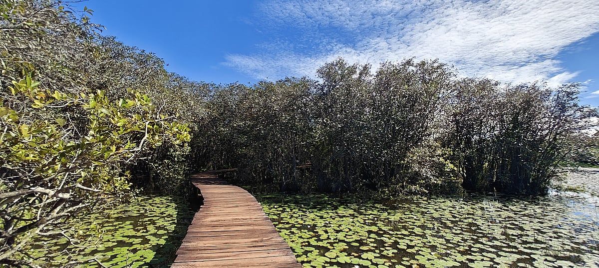 Bu ipuçlarıyla Colombo'yu Dayak Yolundan Keşfedin