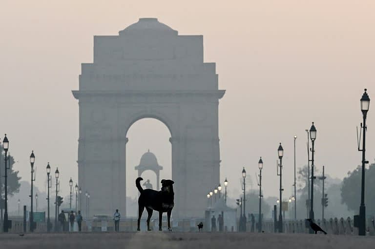 Hindistan Üst Mahkemesi Delhi'de Sokak Köpeklerinin Toplanmasına Karar Verdi