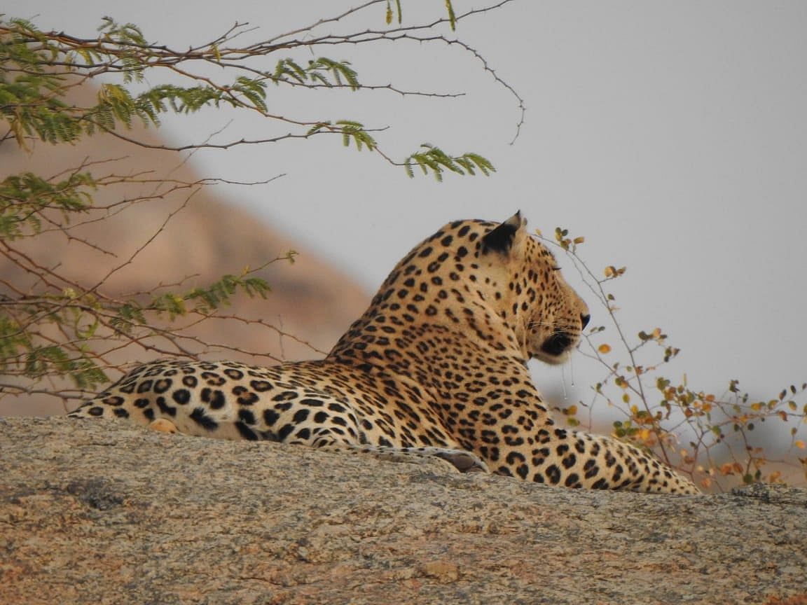 Rajasthan, Jawai-Bera'da seyahat, Konaklama ve Leopar manzaraları için ipuçları