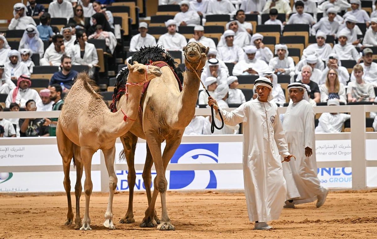 Abu Dabi: Dramatik İhale Savaşından Sonra Göz Alıcı 500.000 Dh'ye Satılan Deve