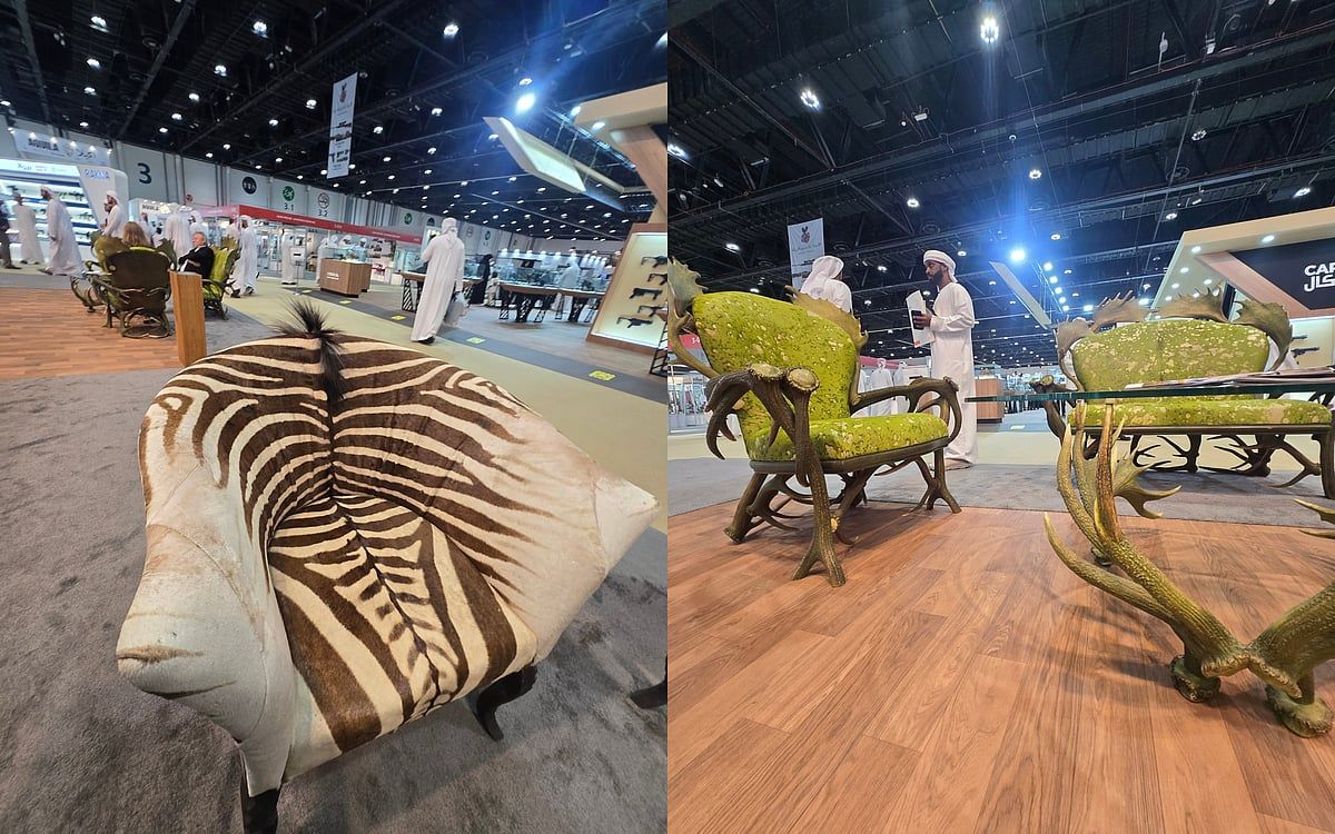Ceylan Sandalyeleri, Zebra Kanepe: Av Hatıraları Abu Dabi'nin Adihex'inde Ziyaretçi Çekiyor
