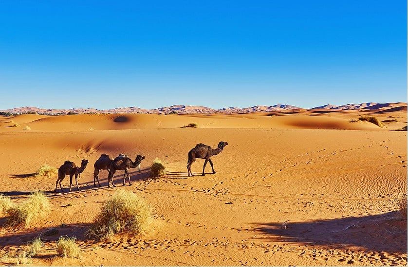 Dubai'deki Arabian Desert Safari, Aileler ve Çocuklar için Güvenlik Sertifikalı Paketler Sunuyor