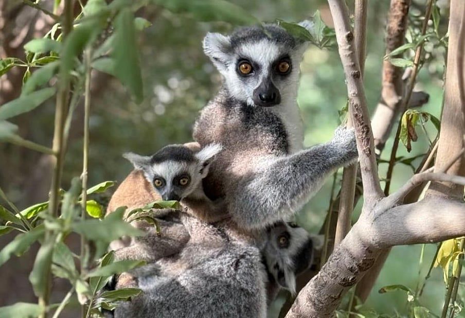 Fotoğraflar: Sharjah Safari, Açılış Gününde Halka Kuyruklu Lemur ikizlerinin Nadir Doğumunu Duyurdu