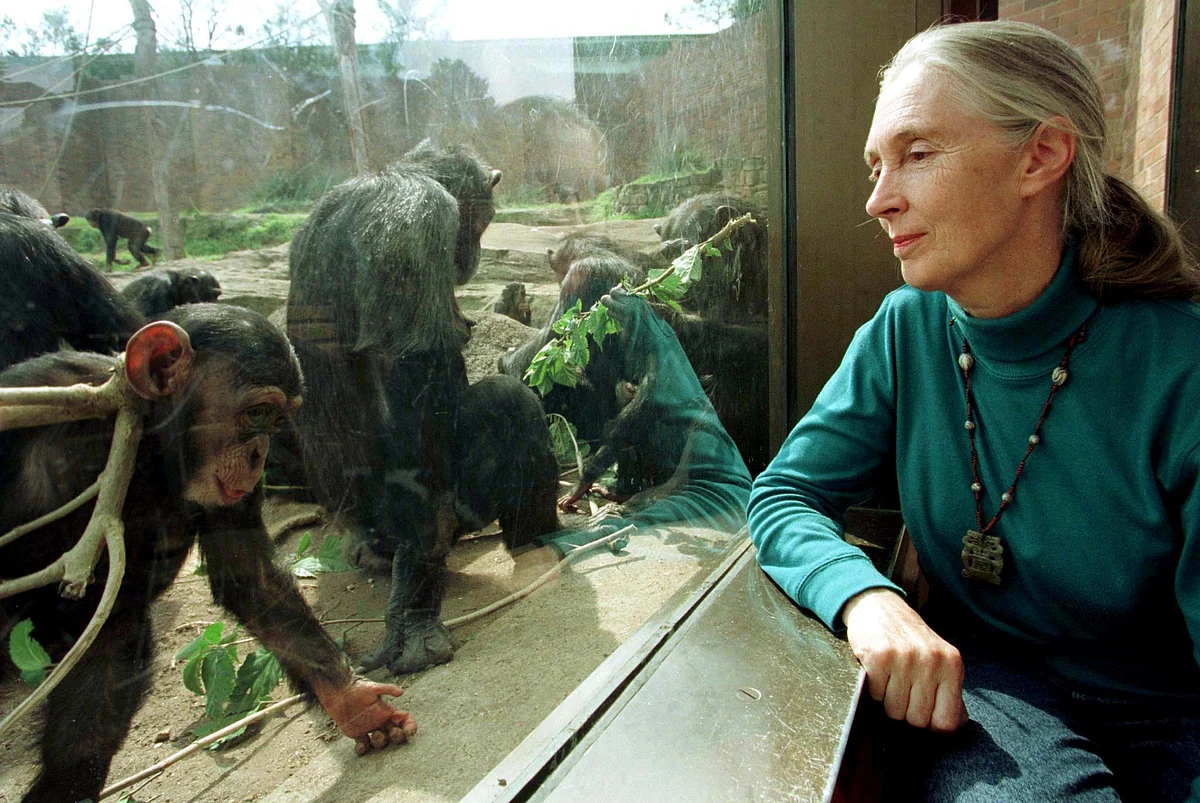 Dünyaca Ünlü Şempanze Uzmanı Jane Goodall 91 yaşında Hayatını Kaybetti