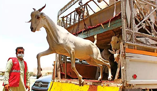 Sharjah, Canlı Hayvanları Özel Araçlarda Taşırken Hastalık Riski Konusunda Uyardı