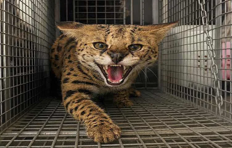 Dubai'de İkamet Eden Tehlikeli Serval Kediyi Teslim Eder, Yasal Cezalardan Kaçınır