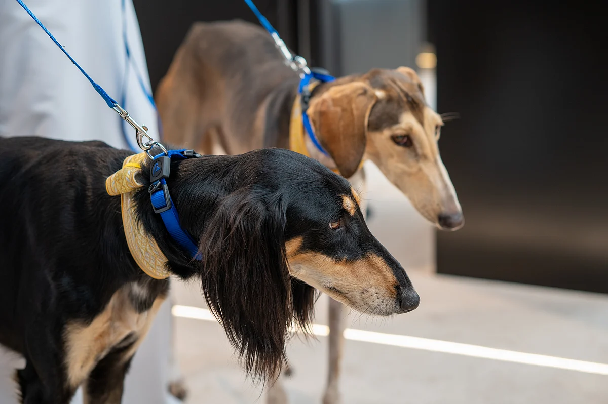 'Kovalamak için Doğmuş': Arap Saluki Neden Zamansız Av Arkadaşıdır