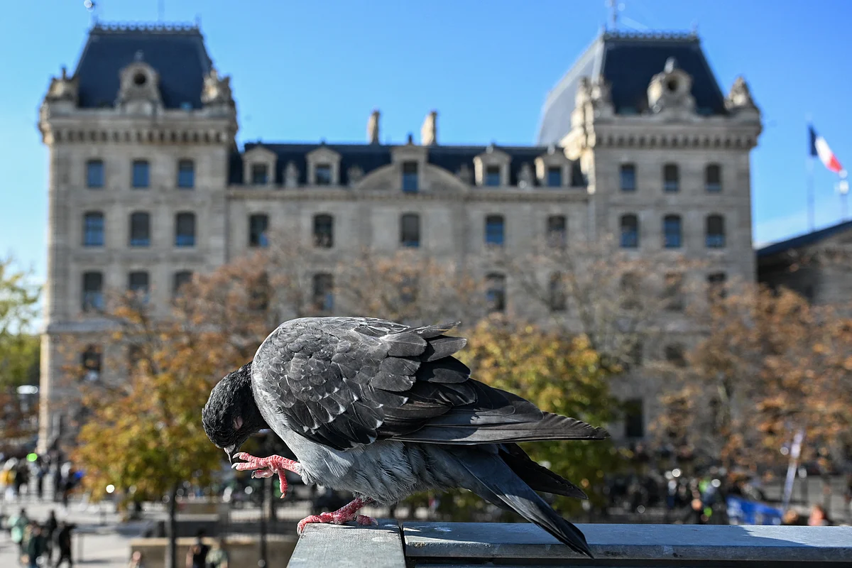 'Şartsız': Paris'te Güvercin Doktoruyla Tanışın