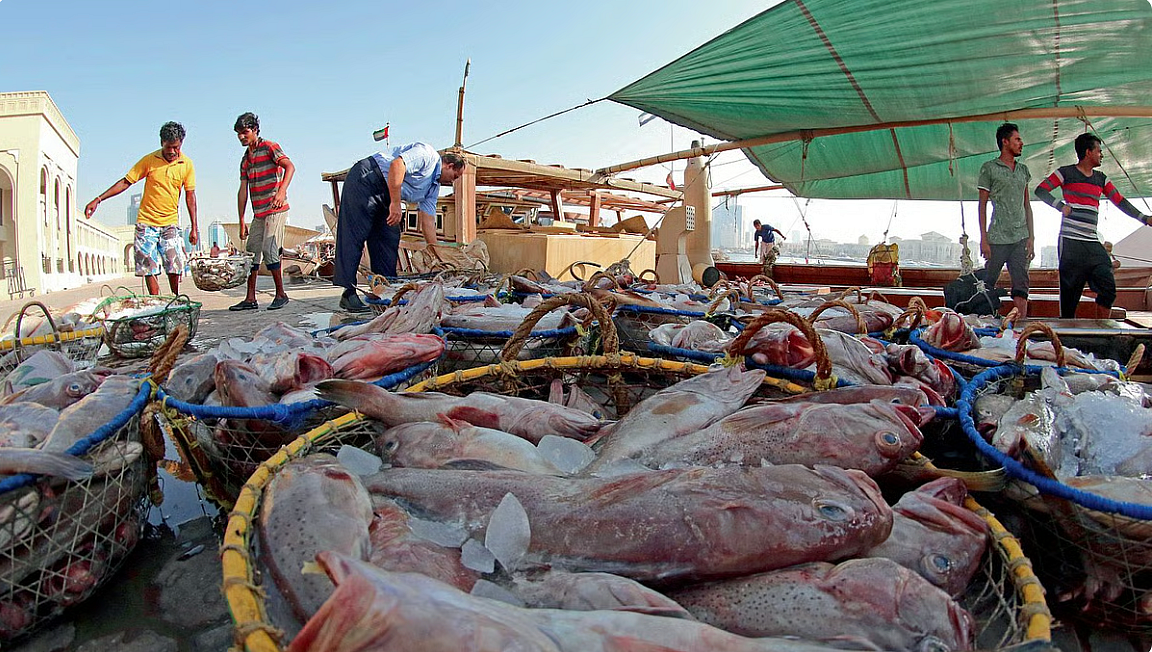 Sharjah, BAE'nin Balıkçılık Operasyonlarını İzlemek için ilk Dijital Sistemini Başlattı