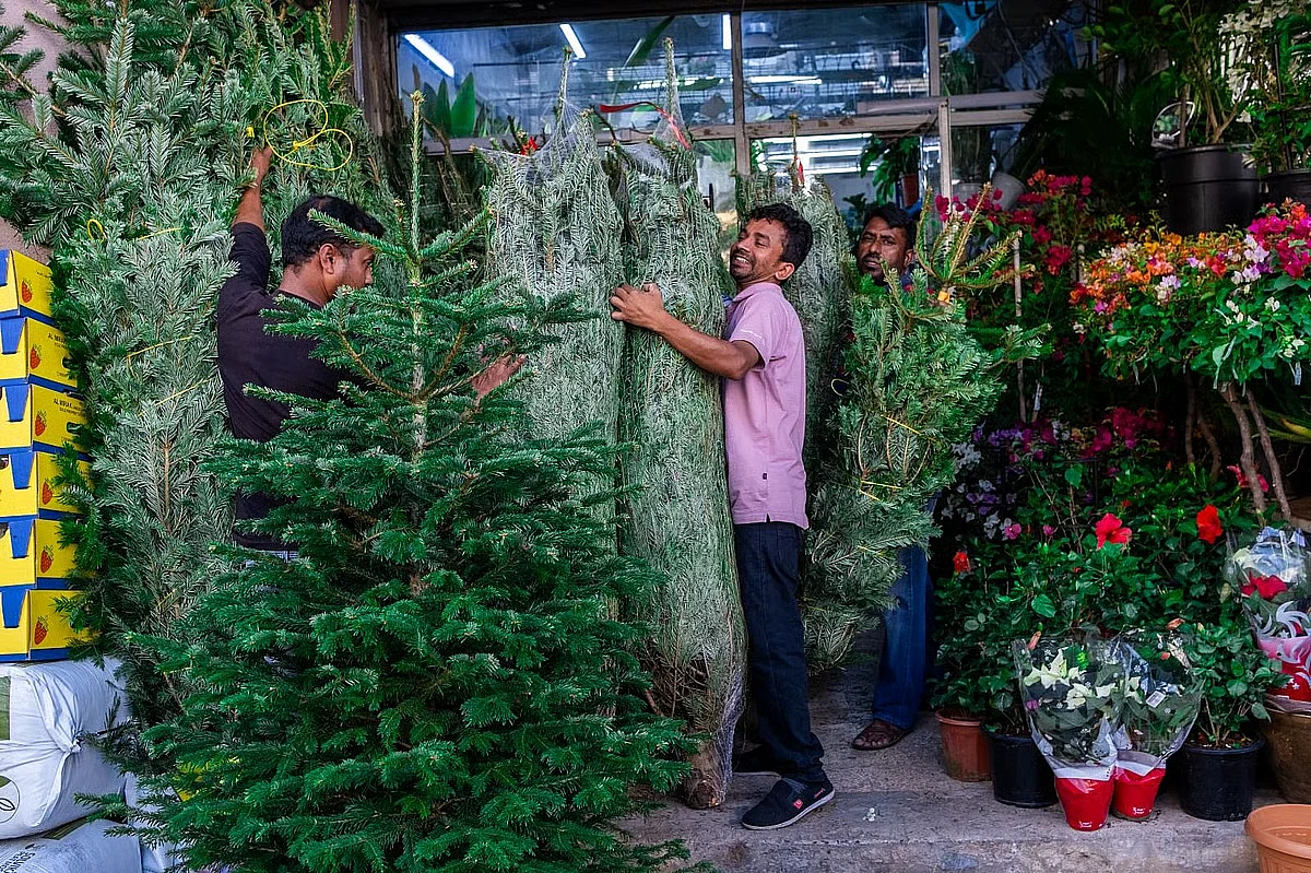 BAE'de Noel: Kanada ve Danimarka'dan Dev Köknar Ağaçları Dubai'ye Geldi